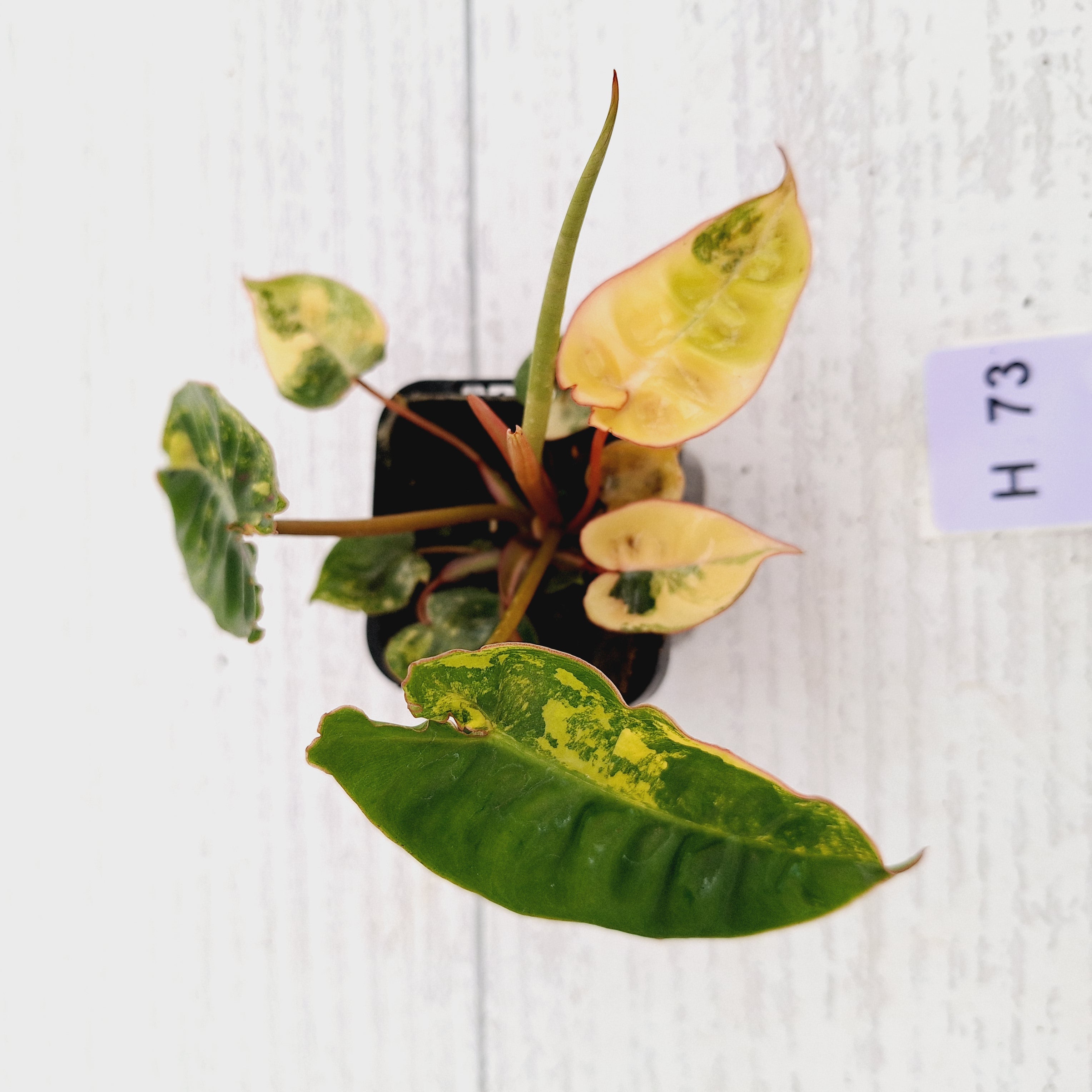 Philodendron billietiae Variegata