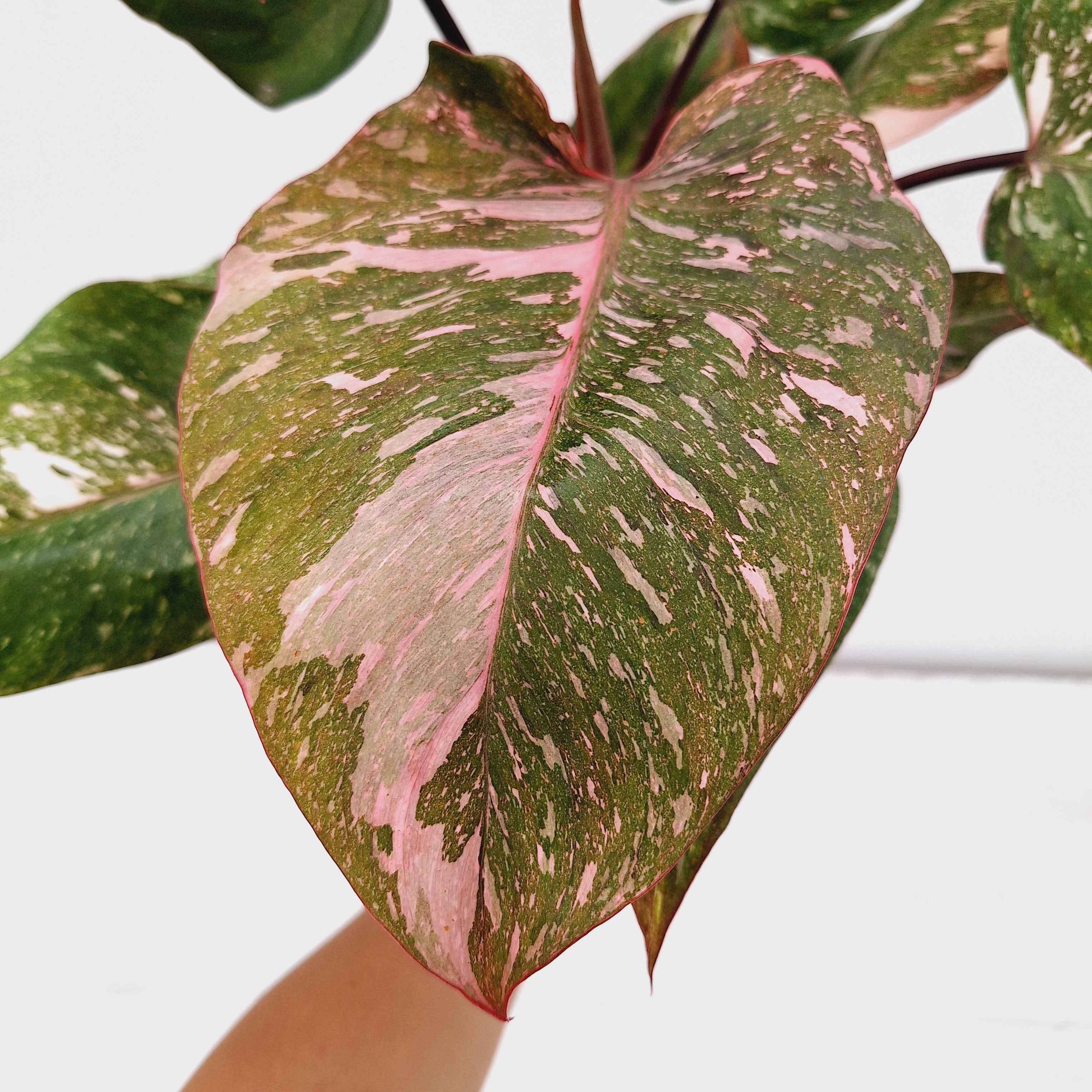 Philodendron 'Pink Princess Galaxy Marble' Sport