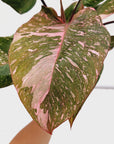 Philodendron 'Pink Princess Galaxy Marble' Sport