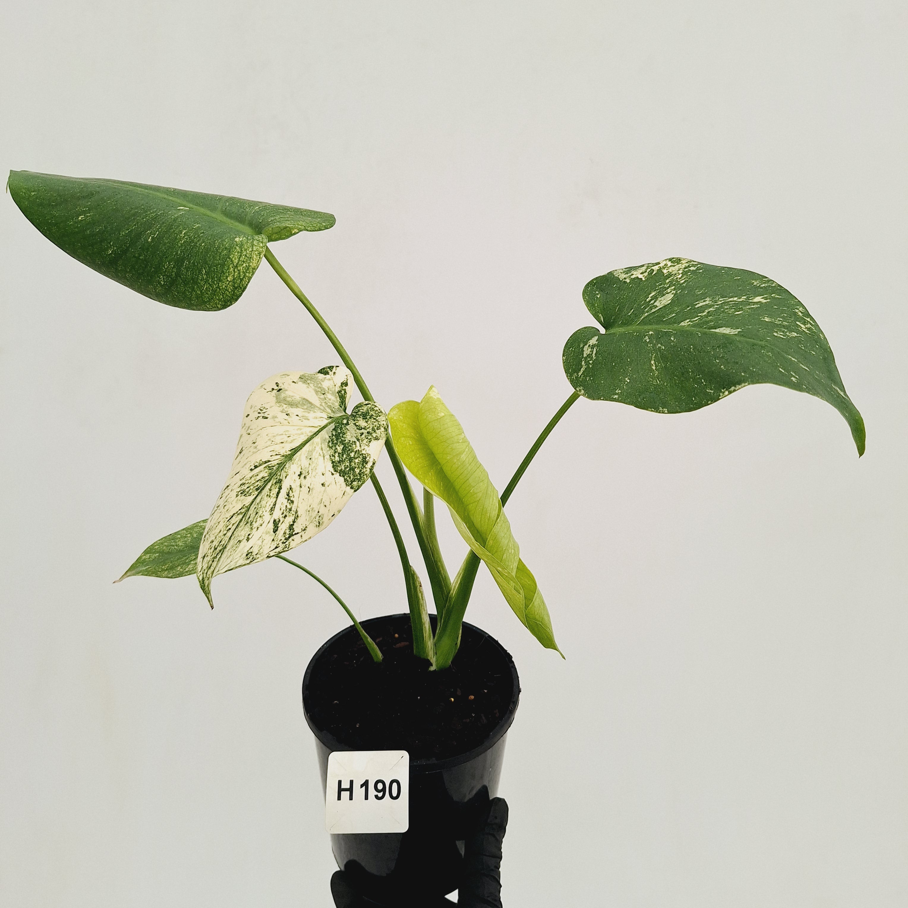 Monstera Deliciosa 'Mint'