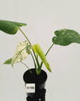Monstera Deliciosa 'Mint'
