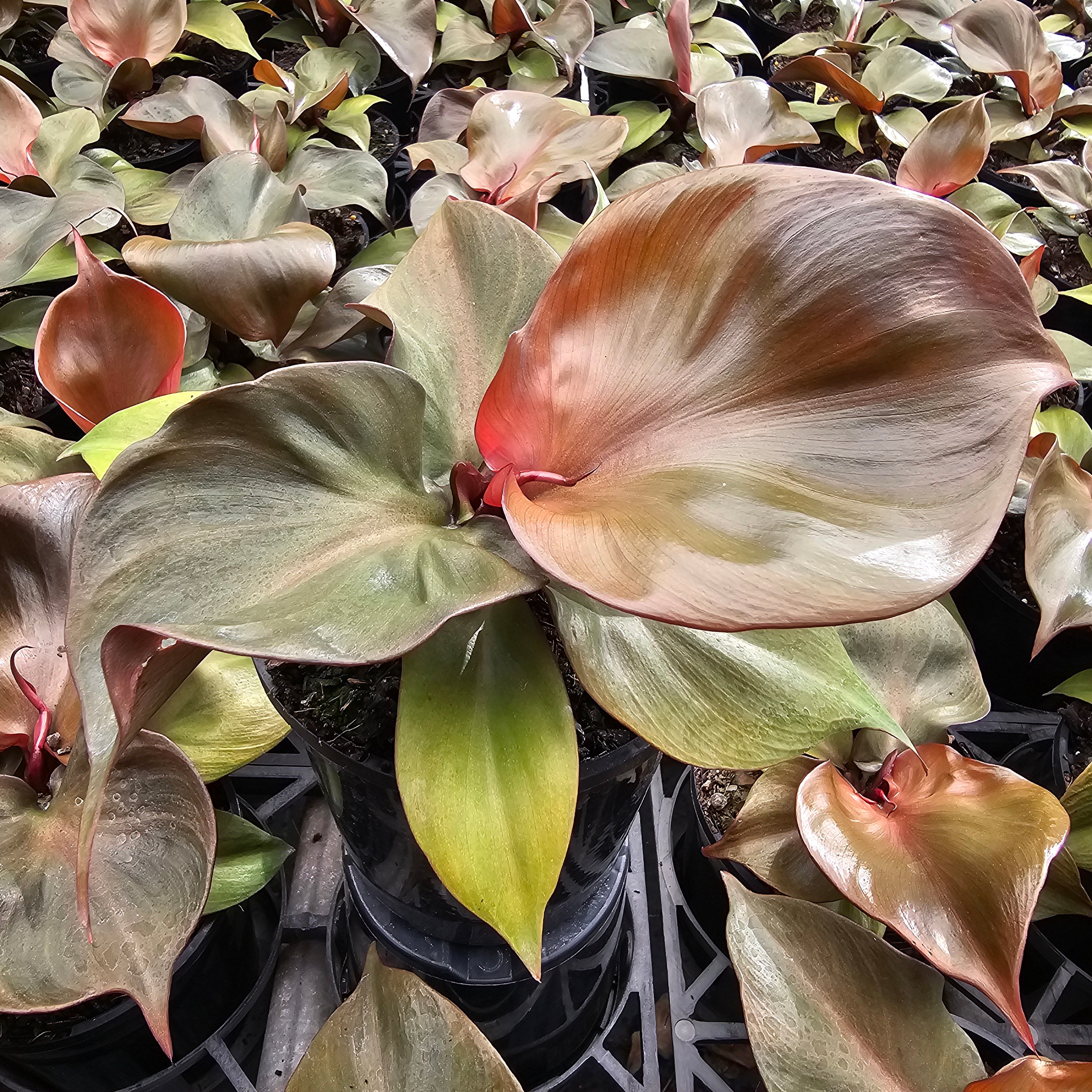 Philodendron erubescens 'red heart'