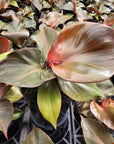 Philodendron erubescens 'red heart'
