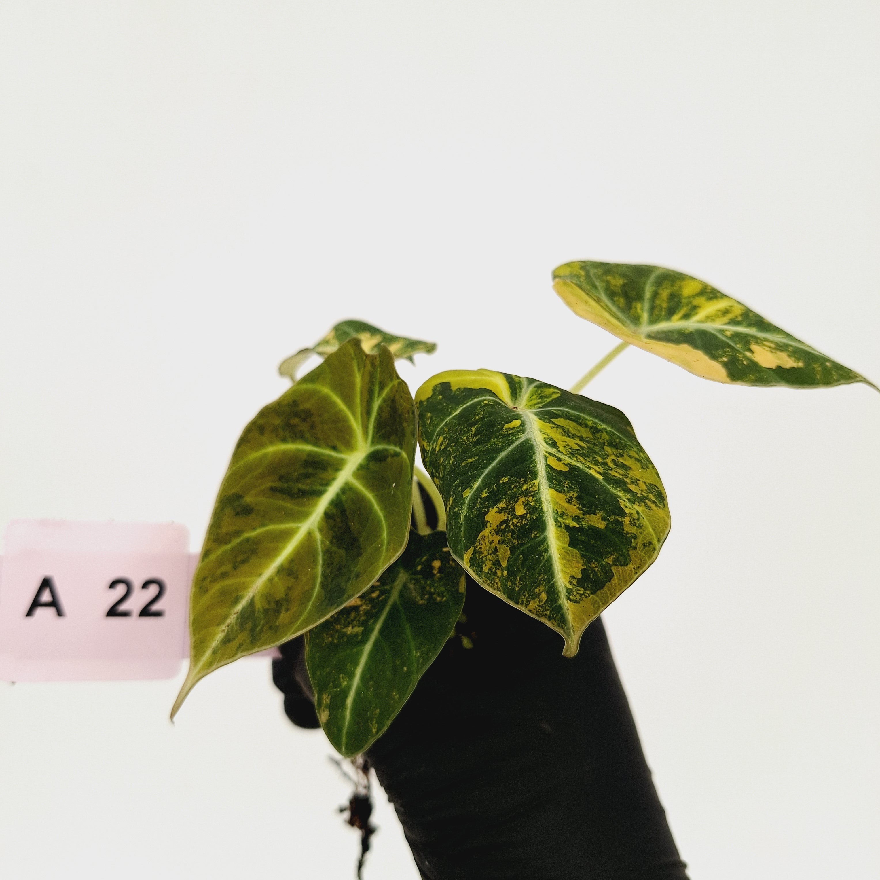 Alocasia reginula 'Black Velvet variegata'- Bare Bottom Baby