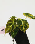 Alocasia reginula 'Black Velvet variegata'- Bare Bottom Baby