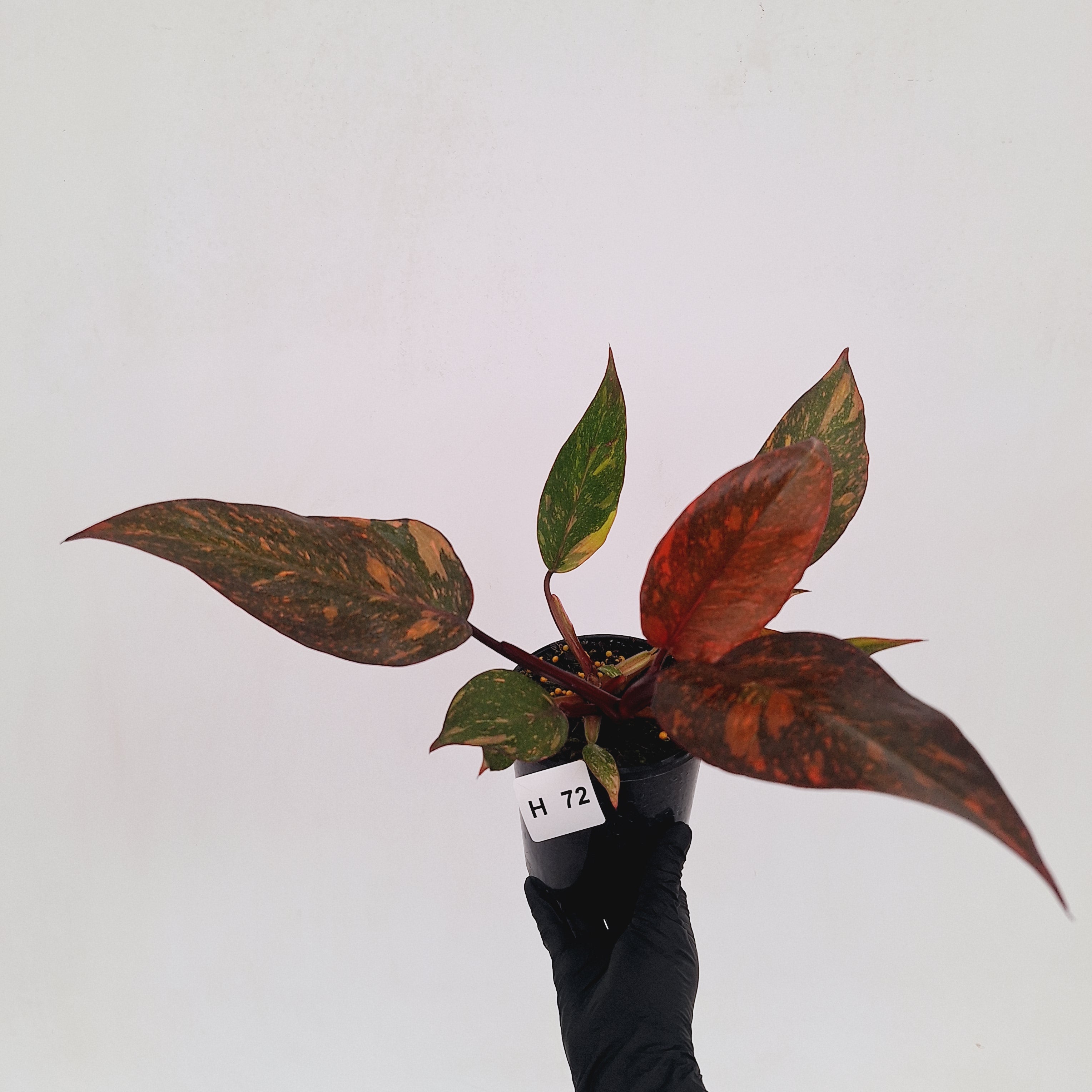 Philodendron 'Orange Princess' - FLASH SALE