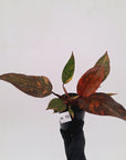 Philodendron 'Orange Princess' - FLASH SALE