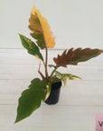 Philodendron serratum Caramel Marble