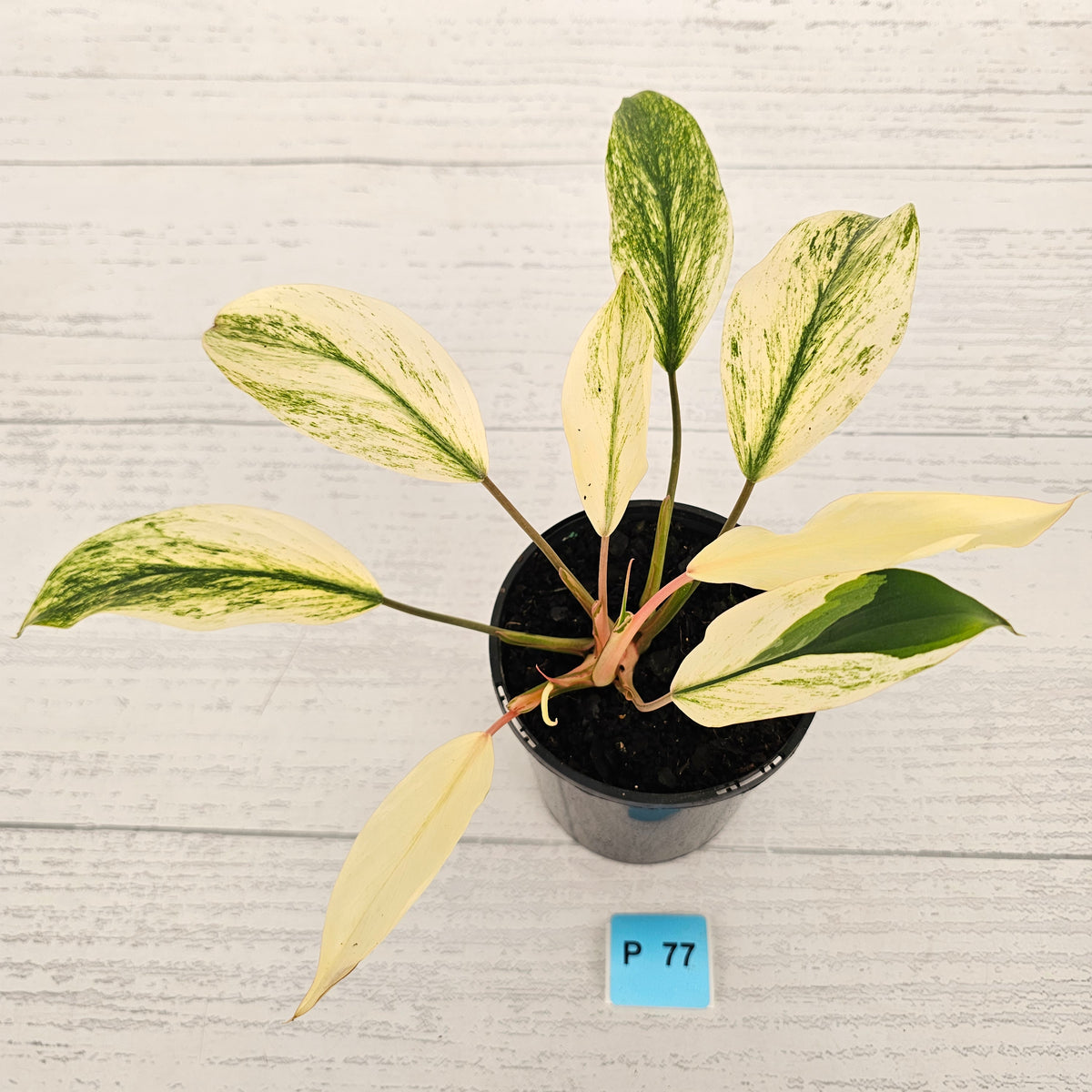 Homalomena 'Tropical Green' Variegata -sale