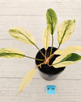 Homalomena 'Tropical Green' Variegata -sale