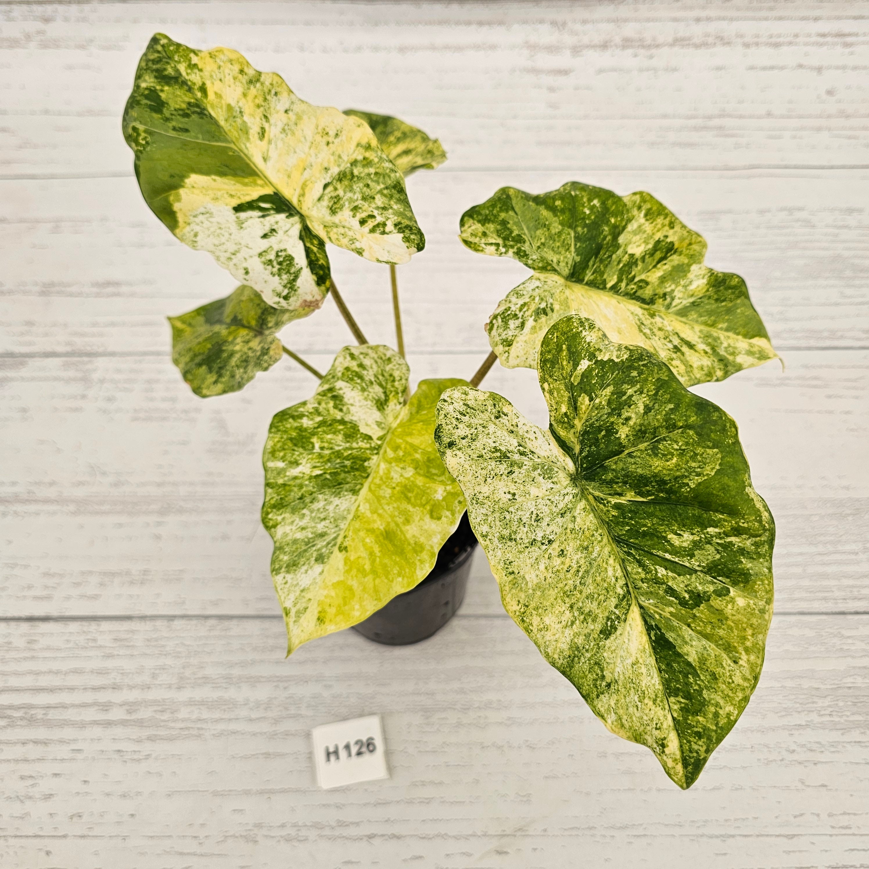 Alocasia odora 'Batik' Variegata Tri Colour