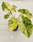 Alocasia odora 'Batik' Variegata Tri Colour