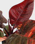 Philodendron erubescens Black Cardinal F. Variegata