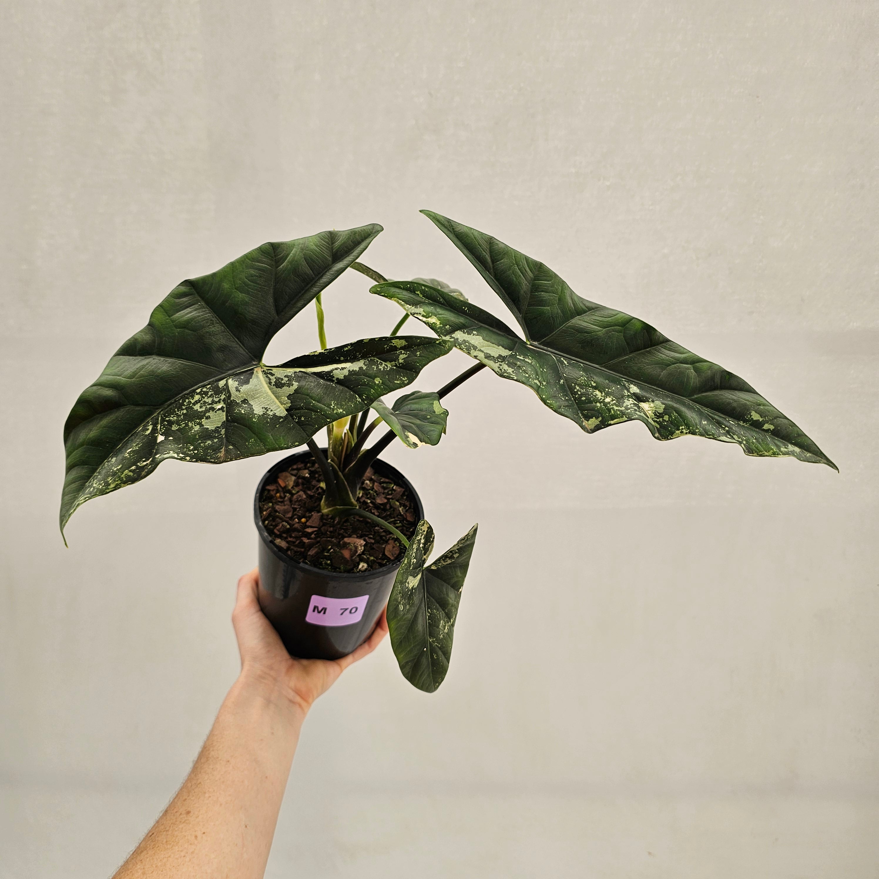 Alocasia ‘Simpo Albo’ Variegata - SALE