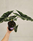 Alocasia ‘Simpo Albo’ Variegata - SALE