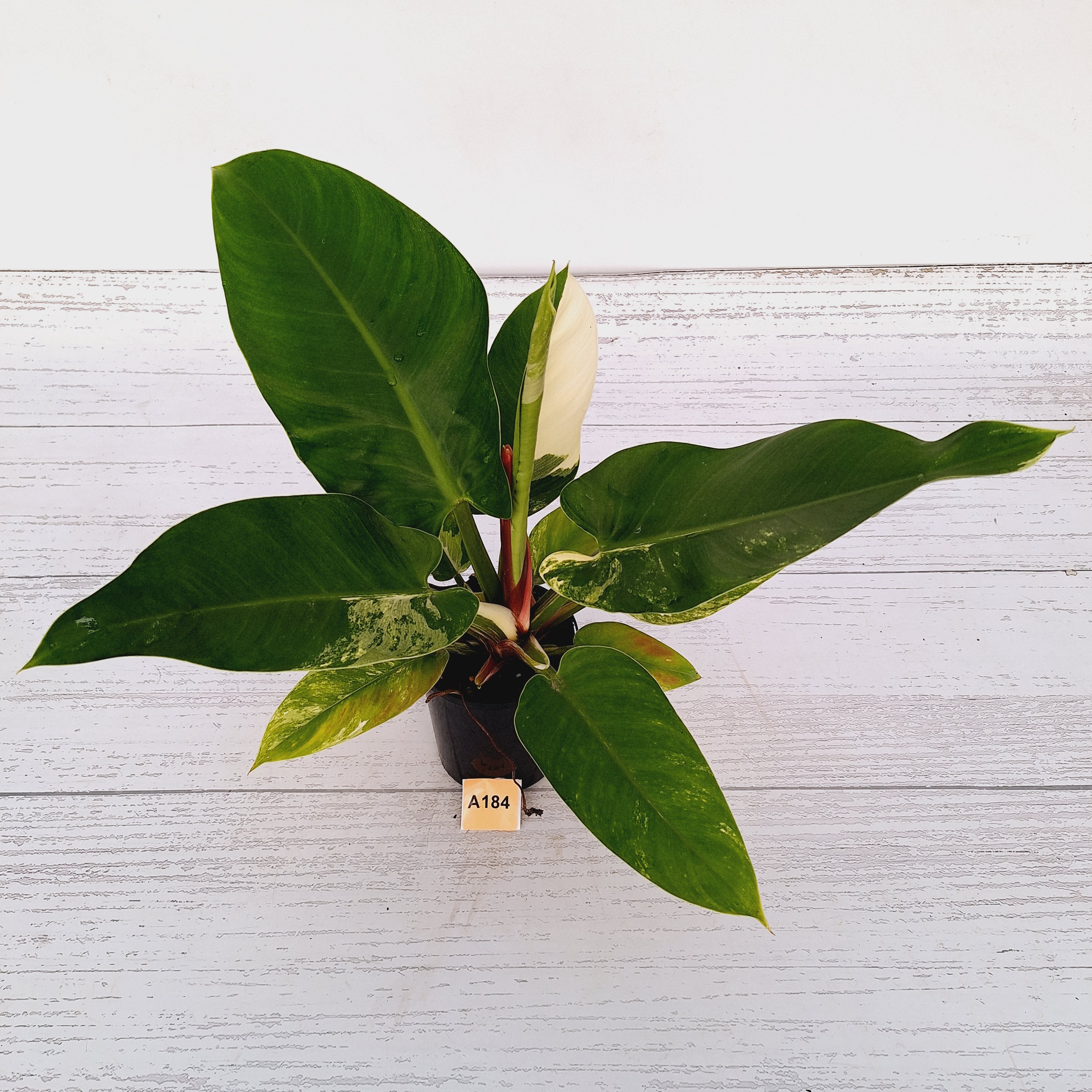 Philodendron imperial green variegata