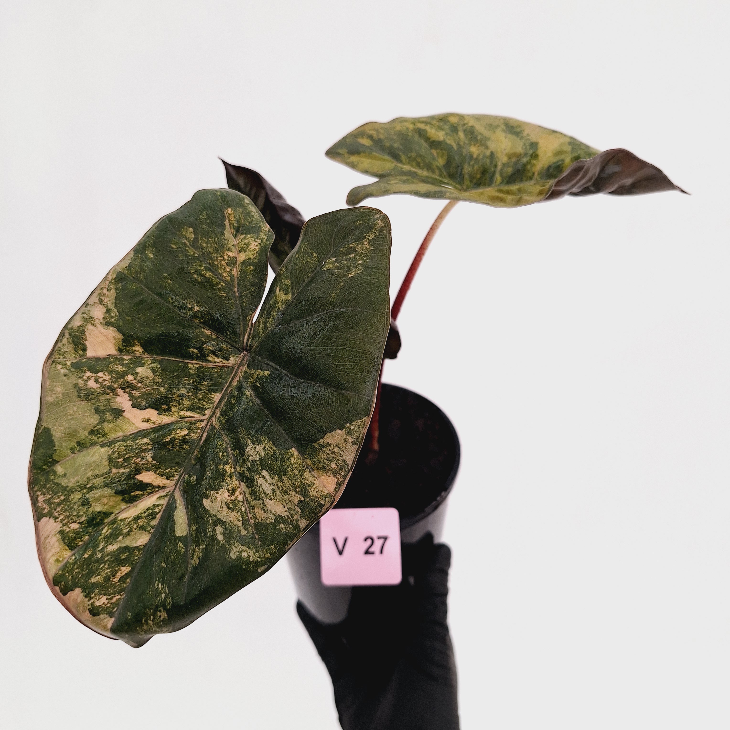Alocasia macrorrhizos 'plumbea Variegata'- Sale