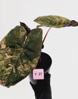 Alocasia macrorrhizos 'plumbea Variegata'- Sale