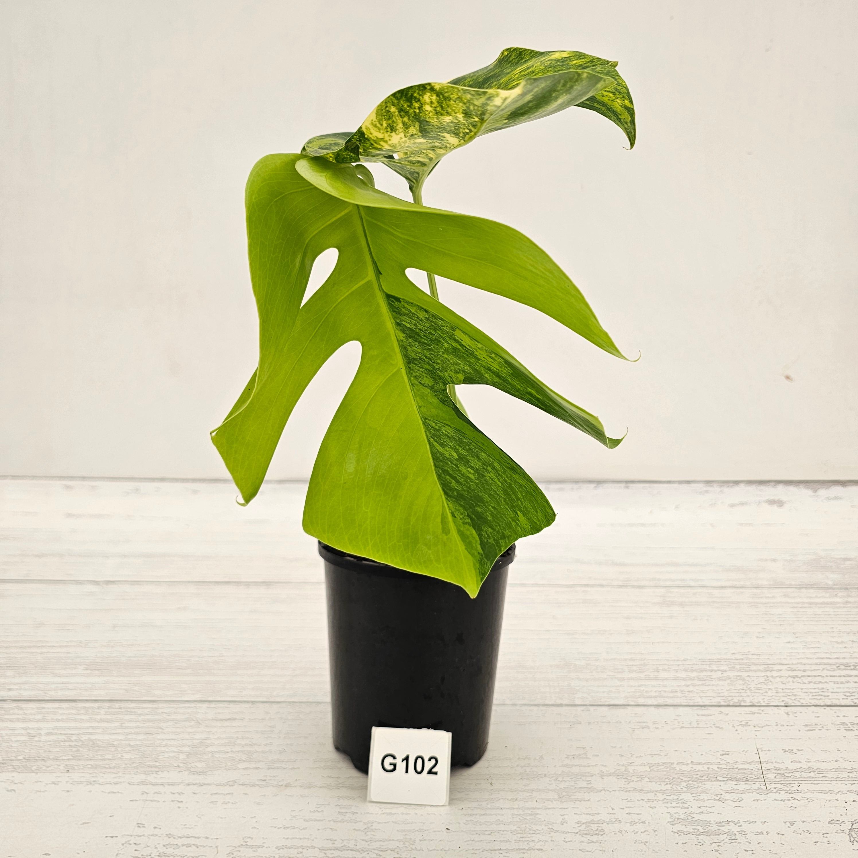 Monstera borsigiana Aurea