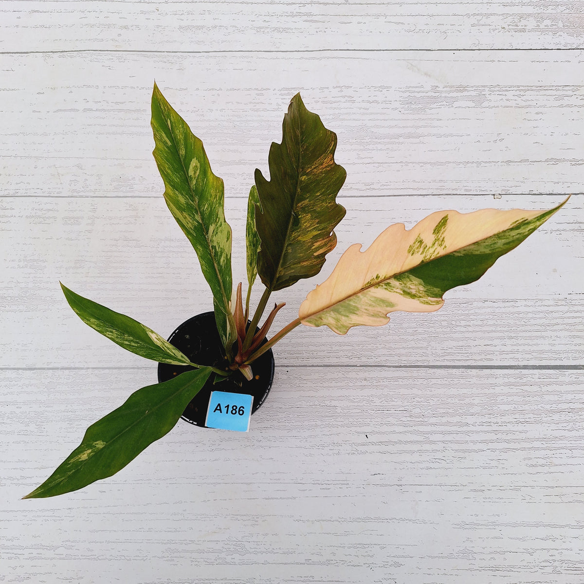 Philodendron serratum 'Caramel Marble' -flash sale