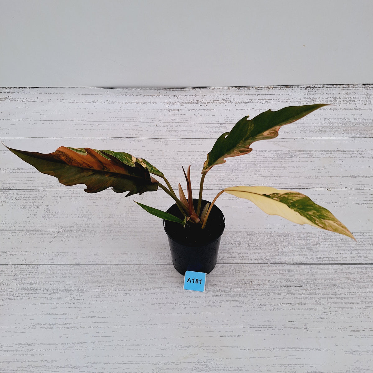 Philodendron serratum 'Caramel Marble' -flash sale