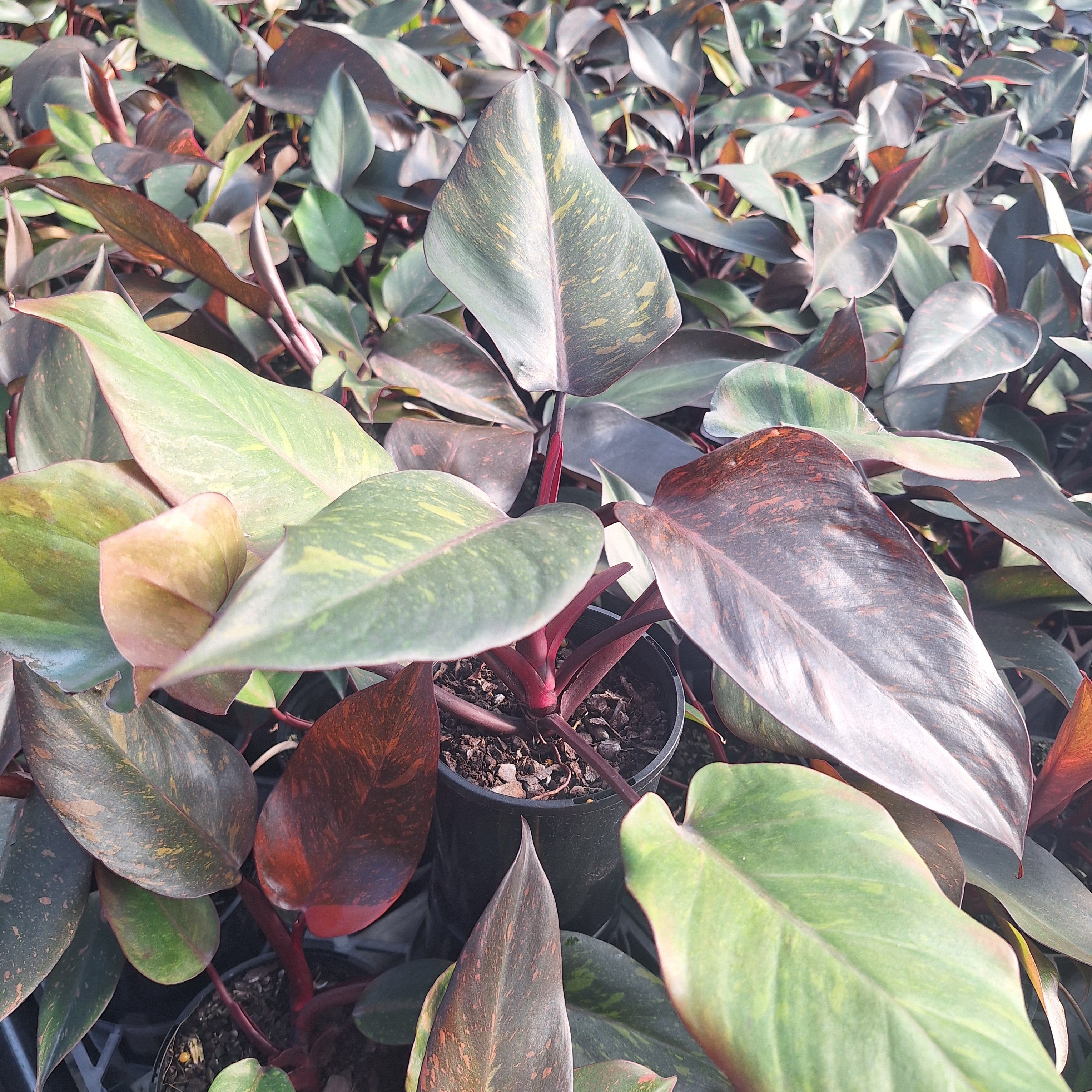 Philodendron 'Orange Princess'