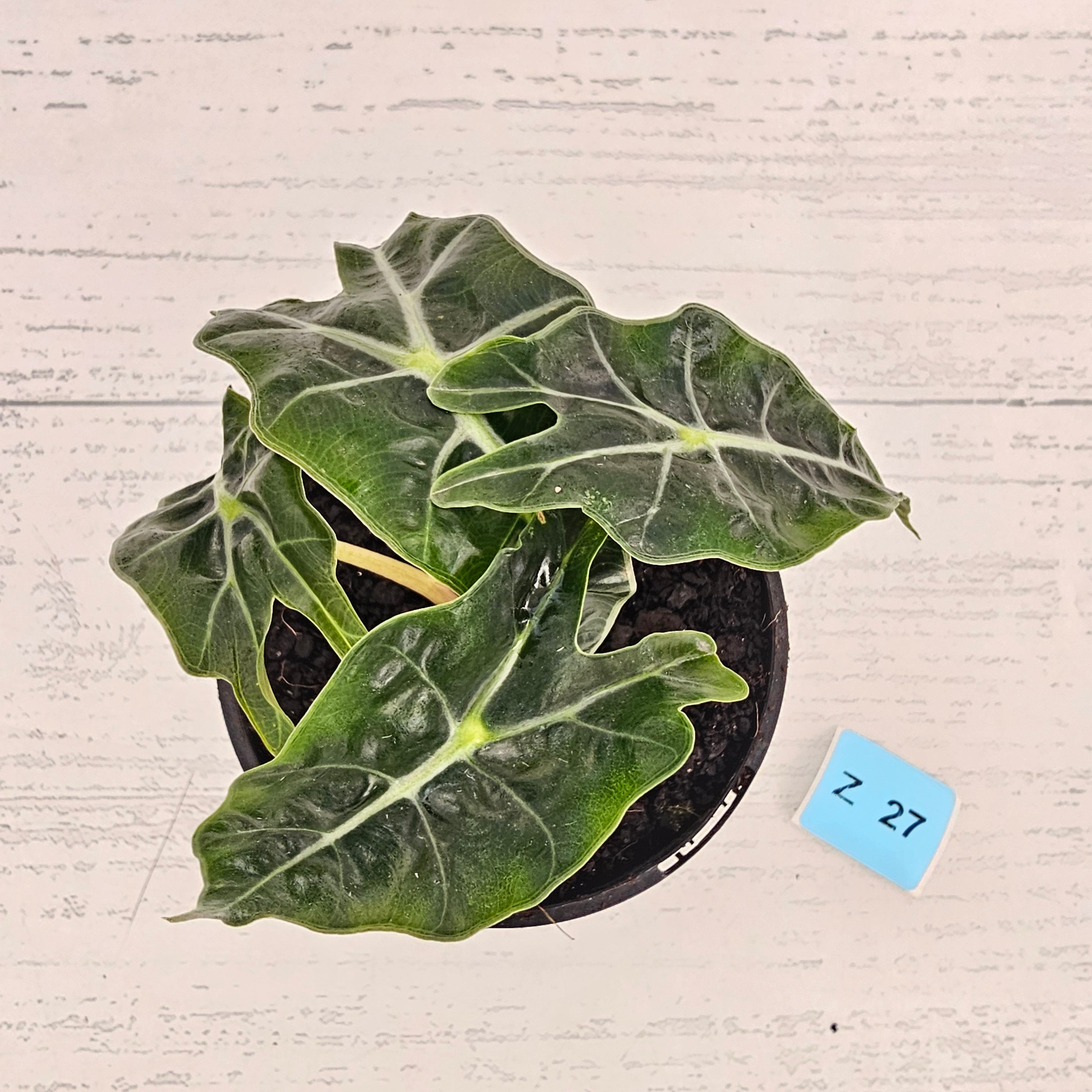 Alocasia  Polly  Variegata