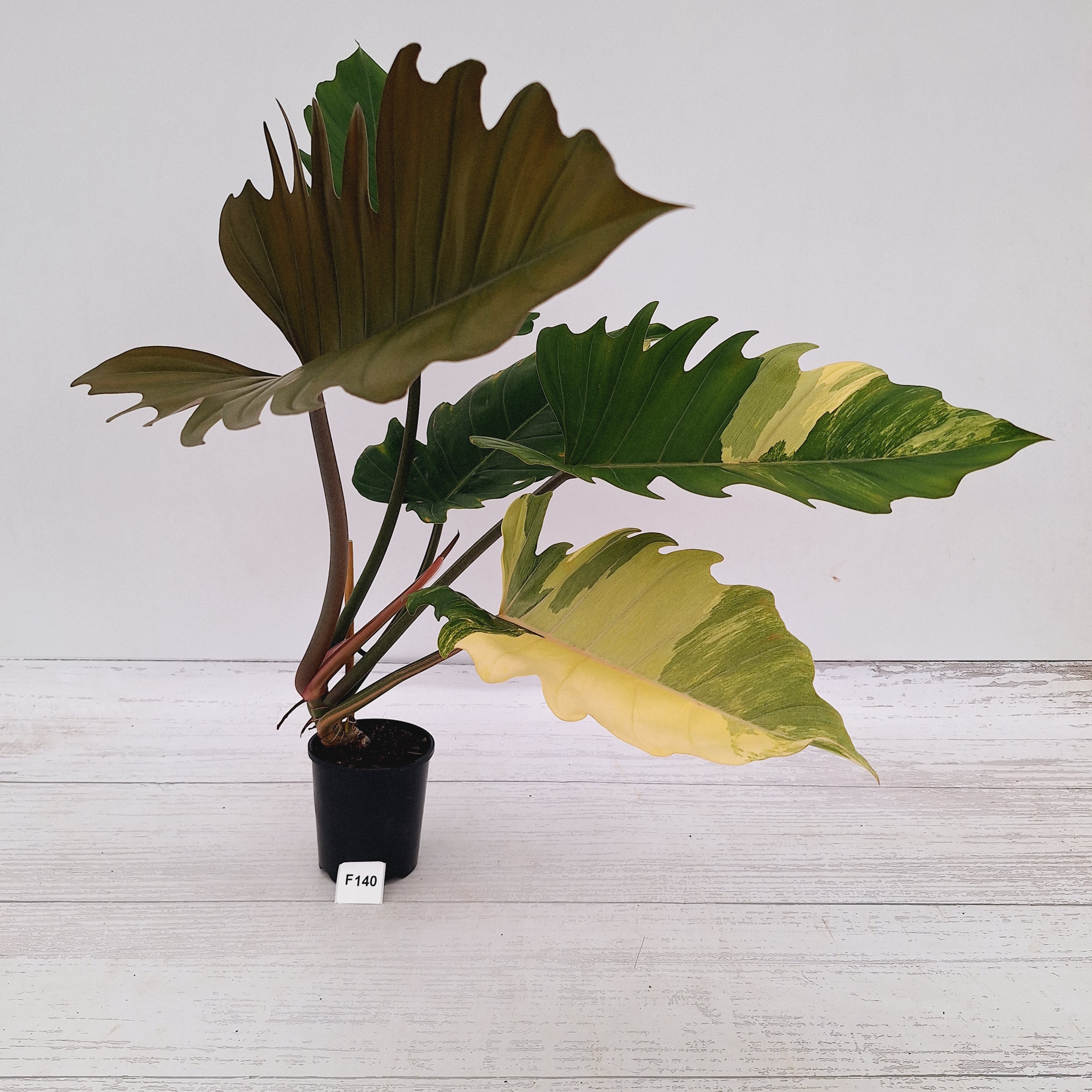 Philodendron serratum Caramel Marble