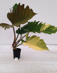Philodendron serratum Caramel Marble