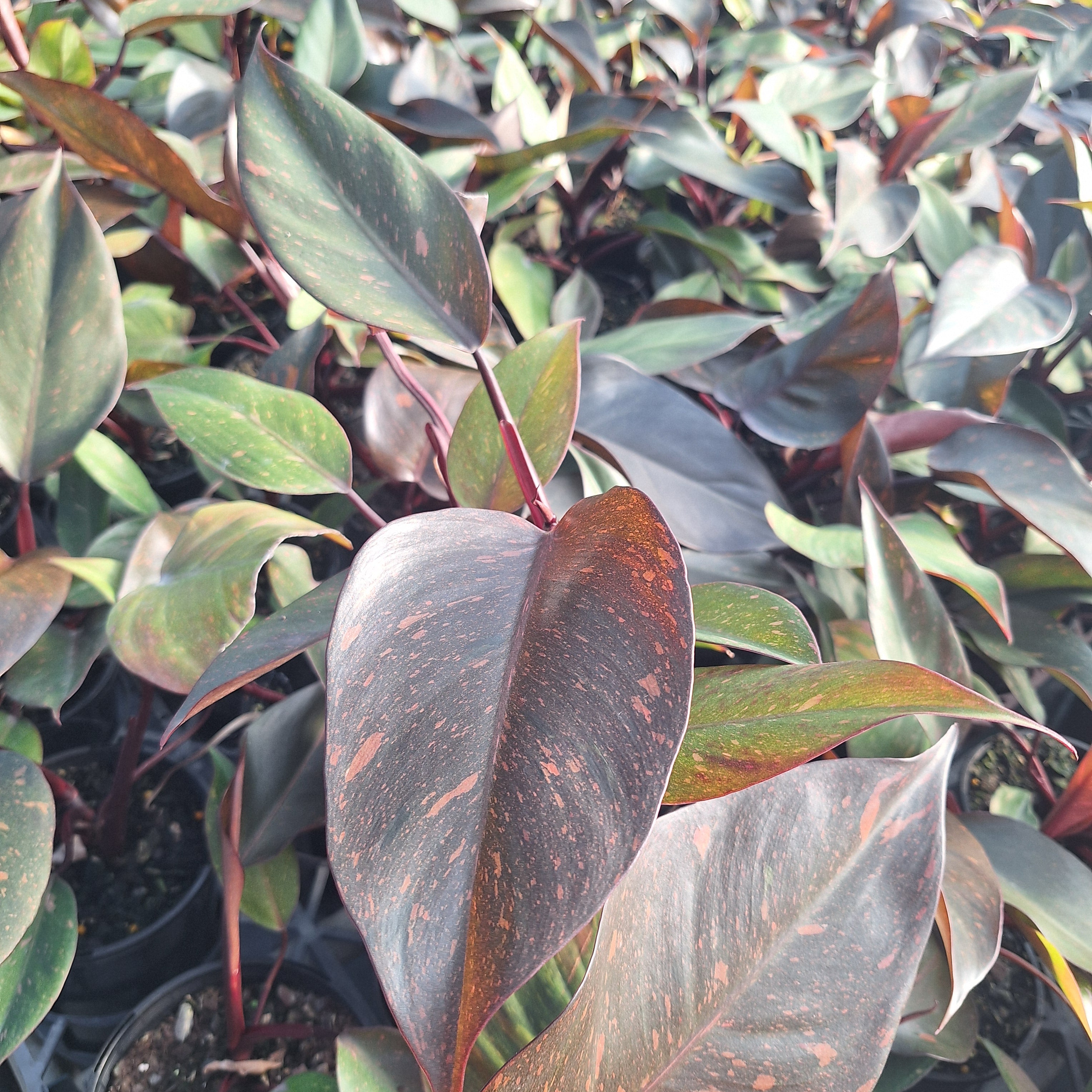 Philodendron 'Orange Princess'
