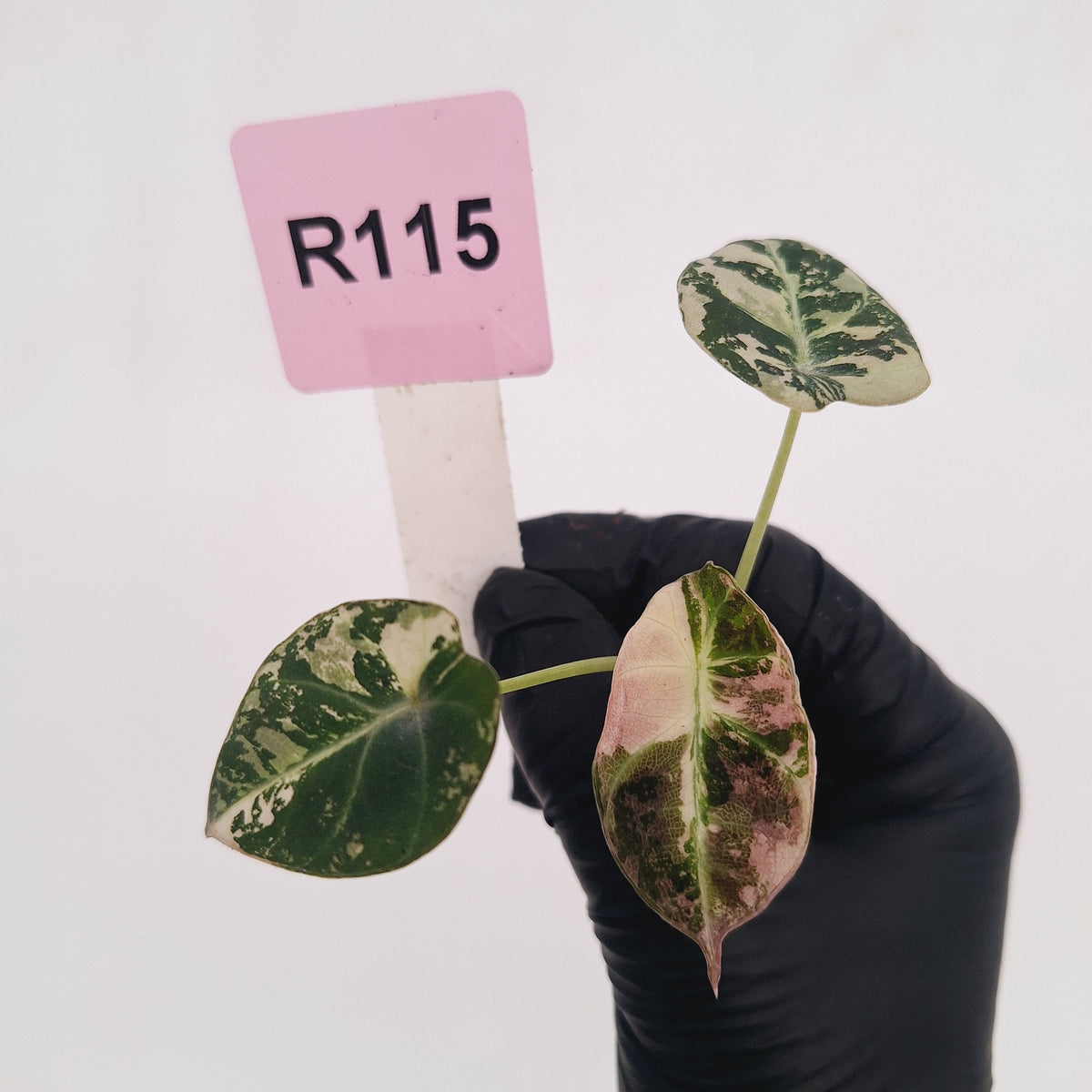 Alocasia reginula 'Black Velvet variegata' - Bare Bottom Baby
