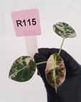 Alocasia reginula 'Black Velvet variegata' - Bare Bottom Baby
