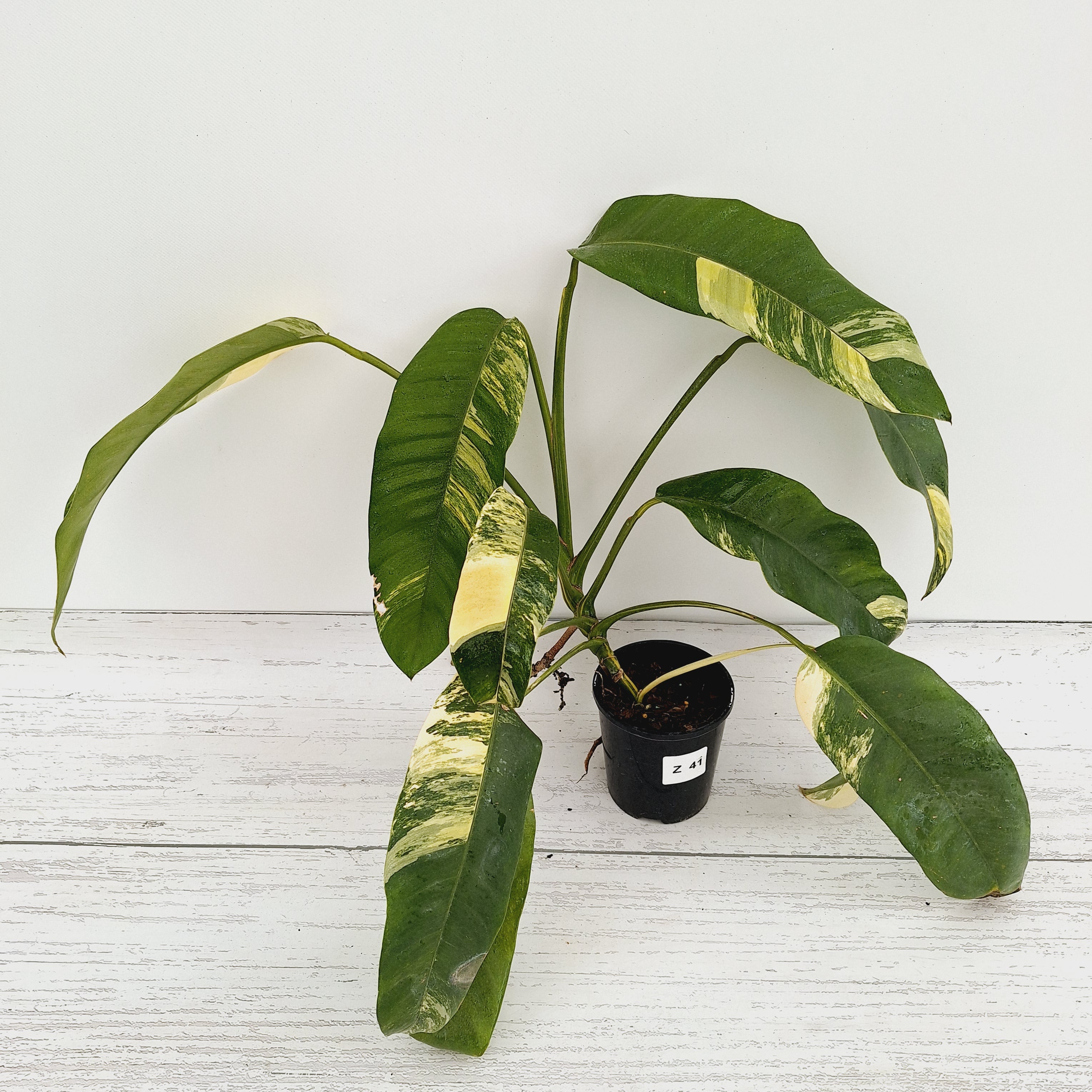 Epipremnum giganteum ‘Variegata’