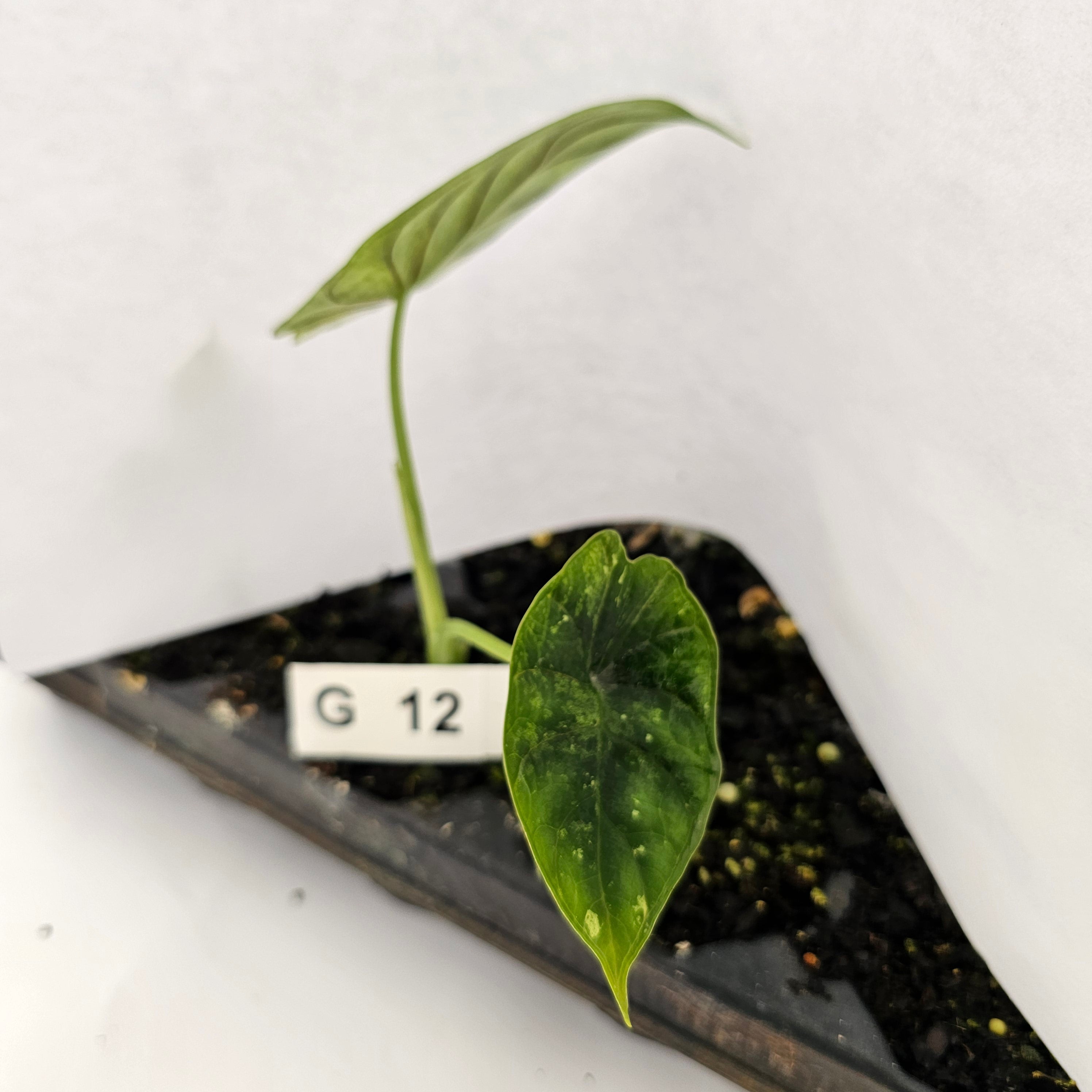 Alocasia baginda ‘Dragon Scale Mint’ - Bare Bottom Baby- SALE