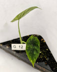Alocasia baginda ‘Dragon Scale Mint’ - Bare Bottom Baby- SALE