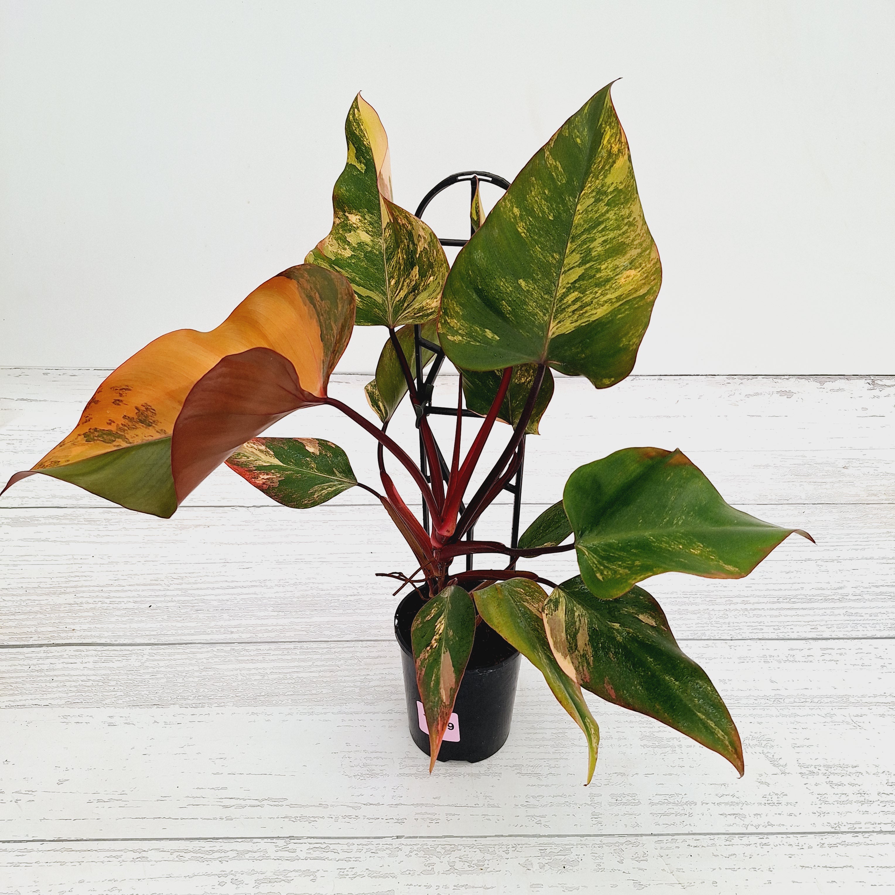 Philodendron erubescens Strawberry Shake
