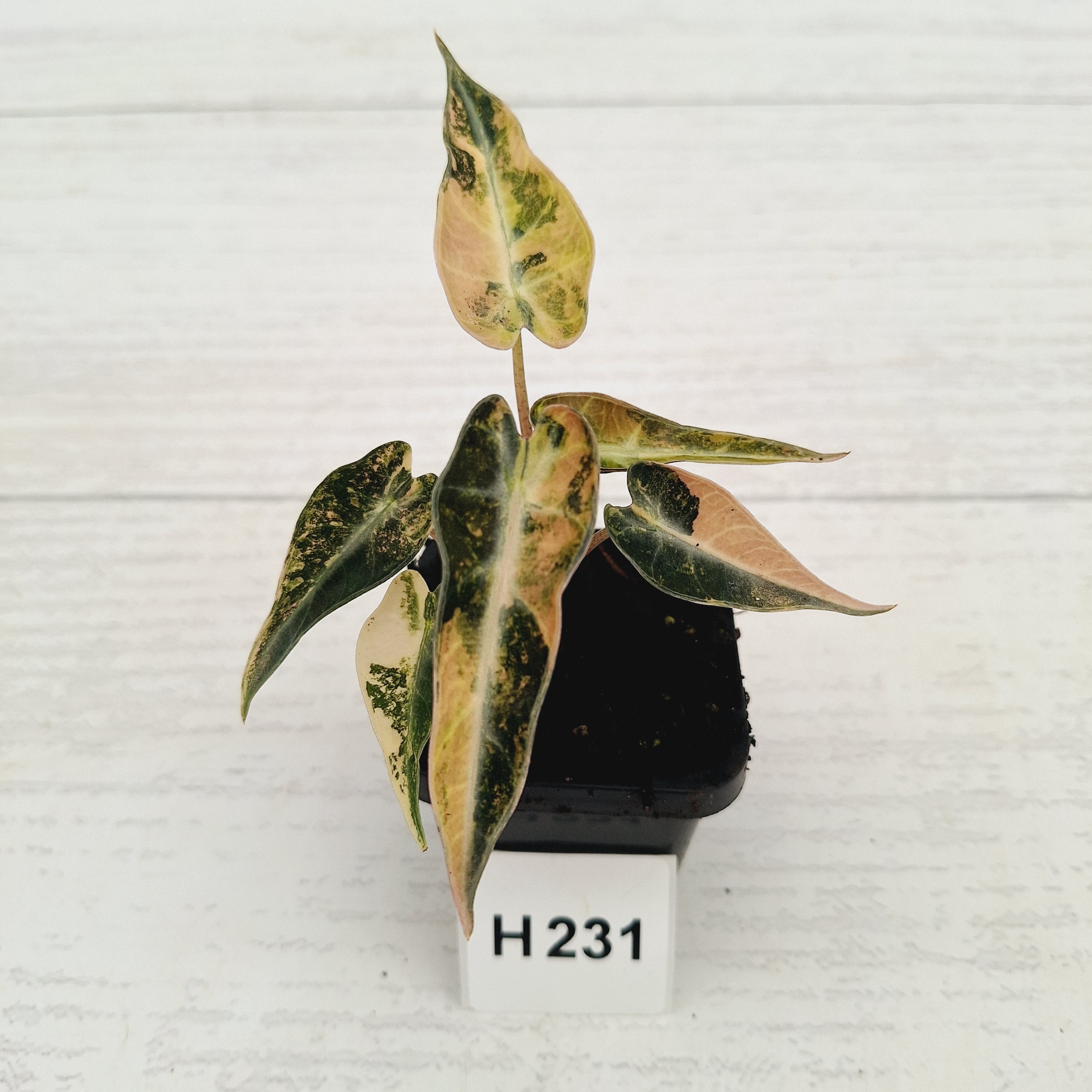 Alocasia Amazonica  bambino Variegata