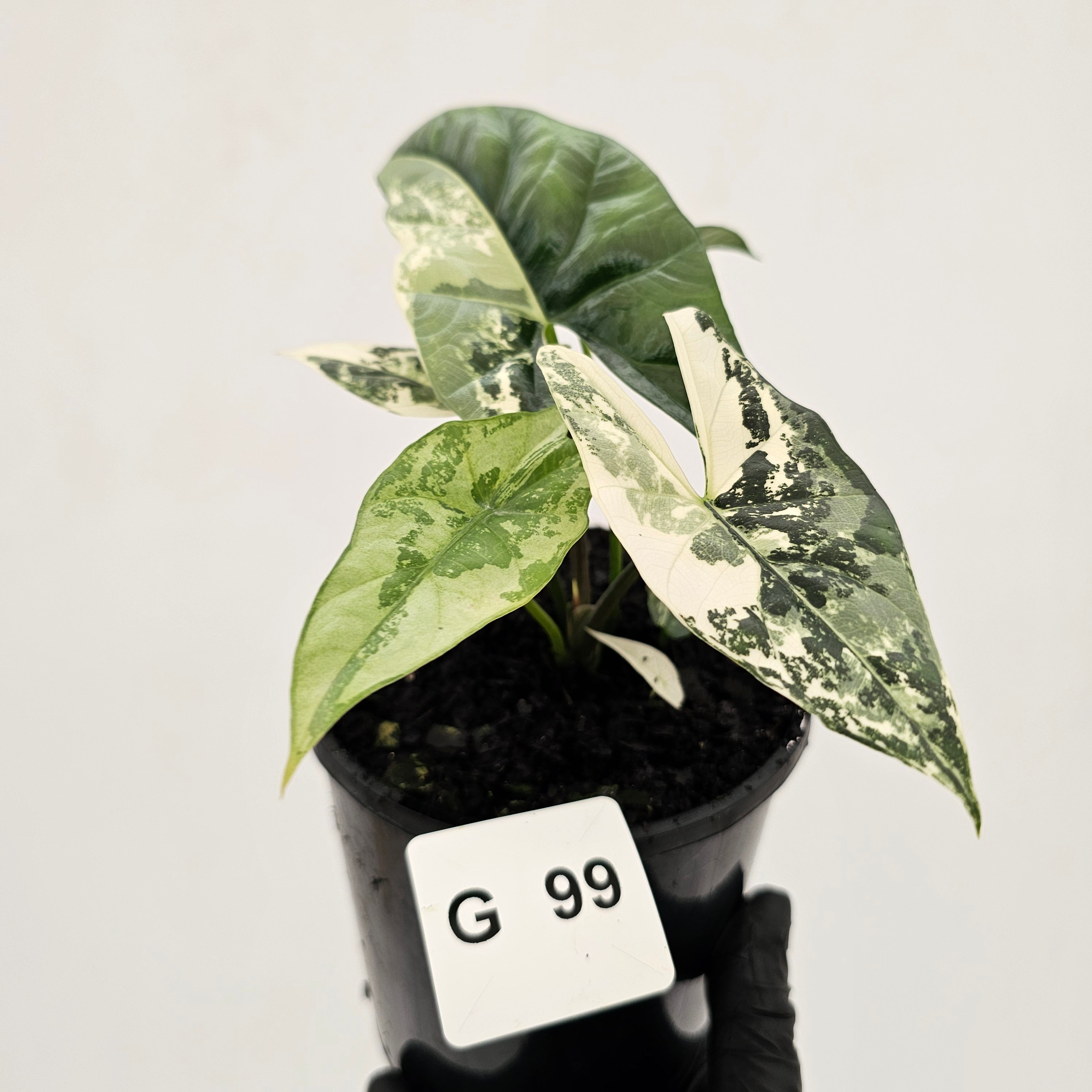 Alocasia ‘Simpo Albo’ Variegata - SALE