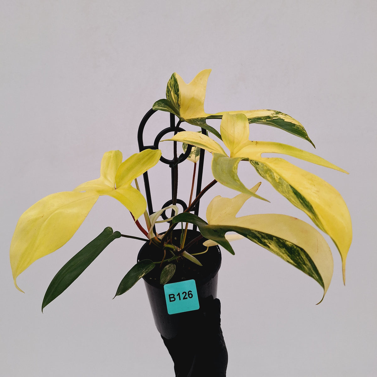 Philodendron pedatum 'Florida Beauty'