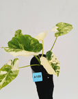 Alocasia Odora 'California Albo'
