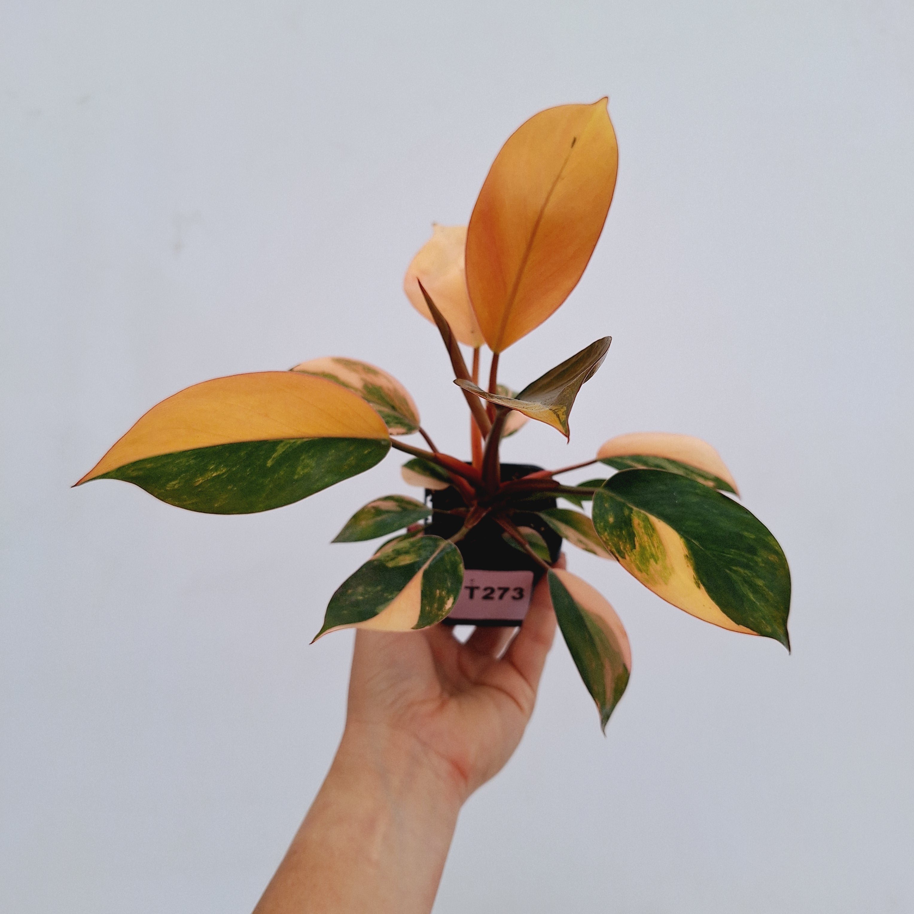 Philodendron &#39;Rojo Congo Variegated&#39;