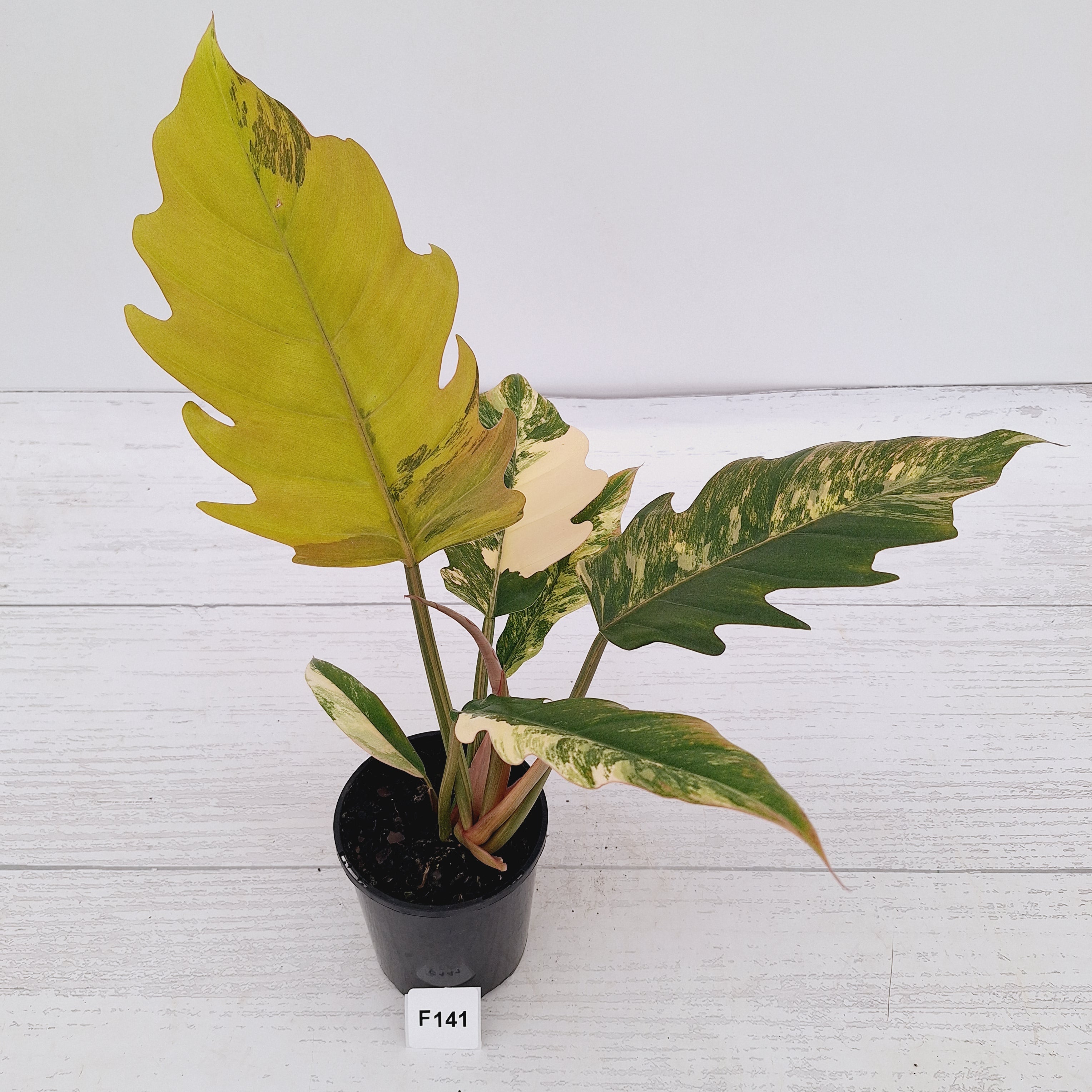 Philodendron serratum Caramel Marble