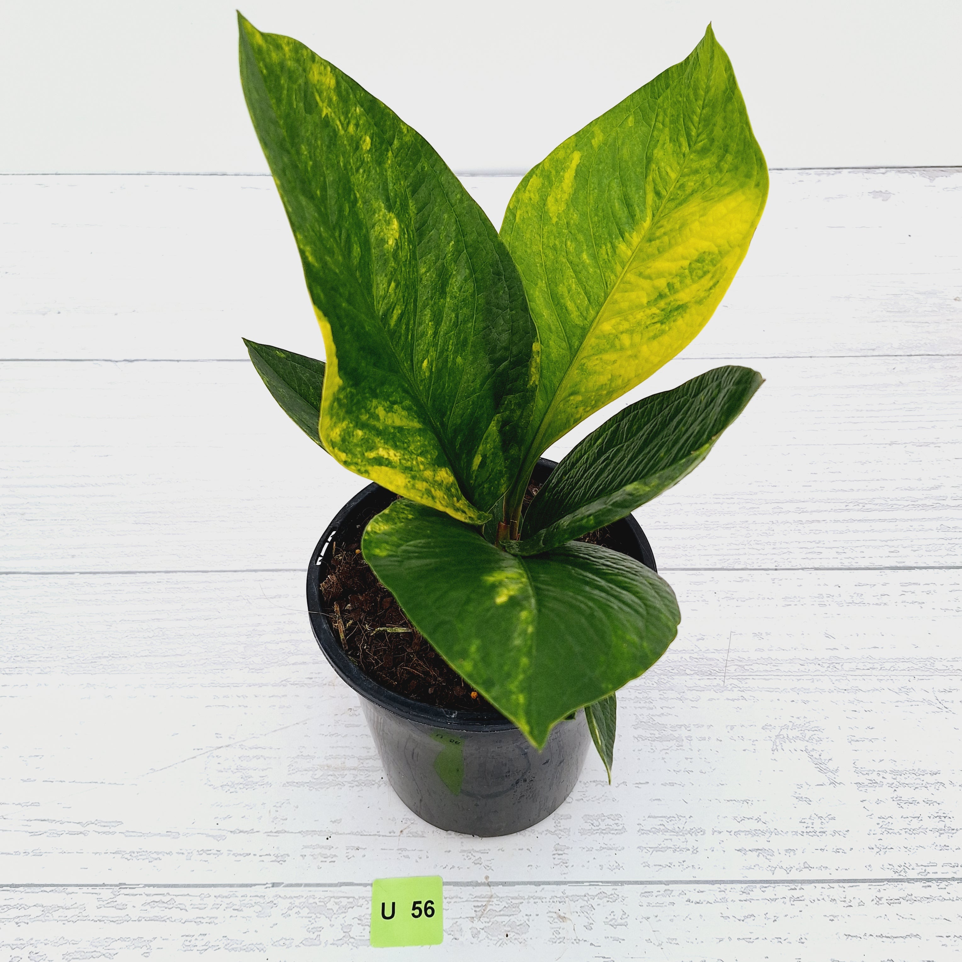 Anthurium jenmanii Variegata