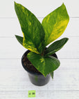 Anthurium jenmanii Variegata