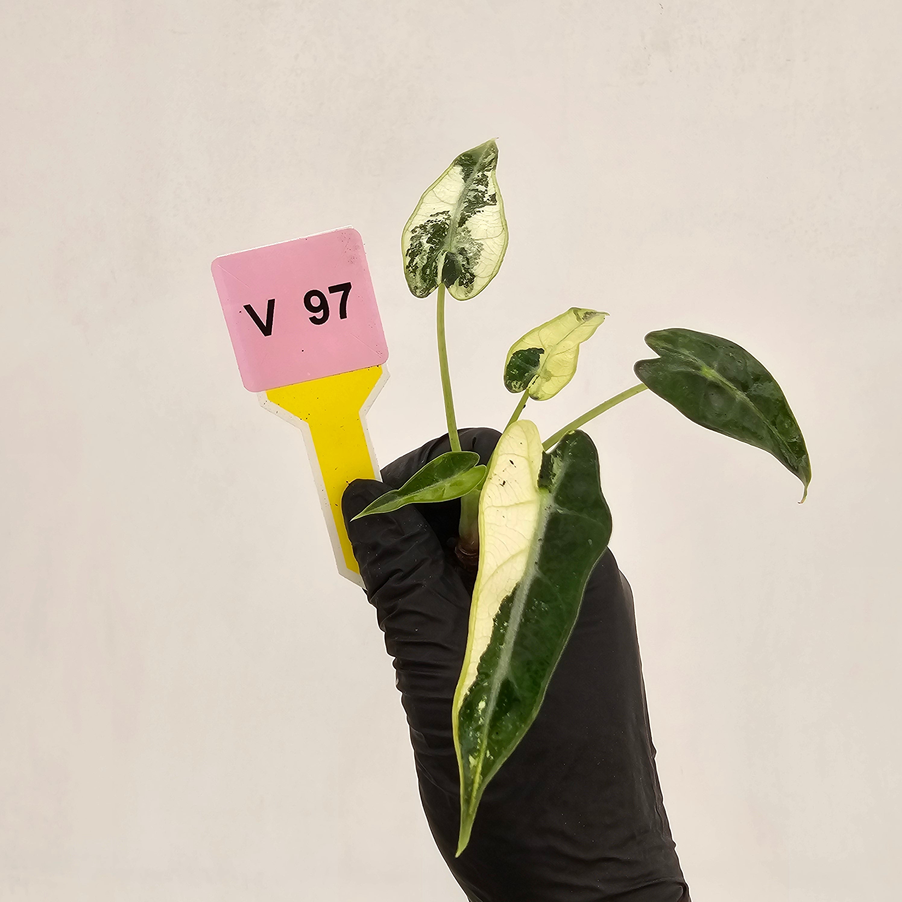 Alocasia Amazonica bambino Variegata - Bare Bottom Baby