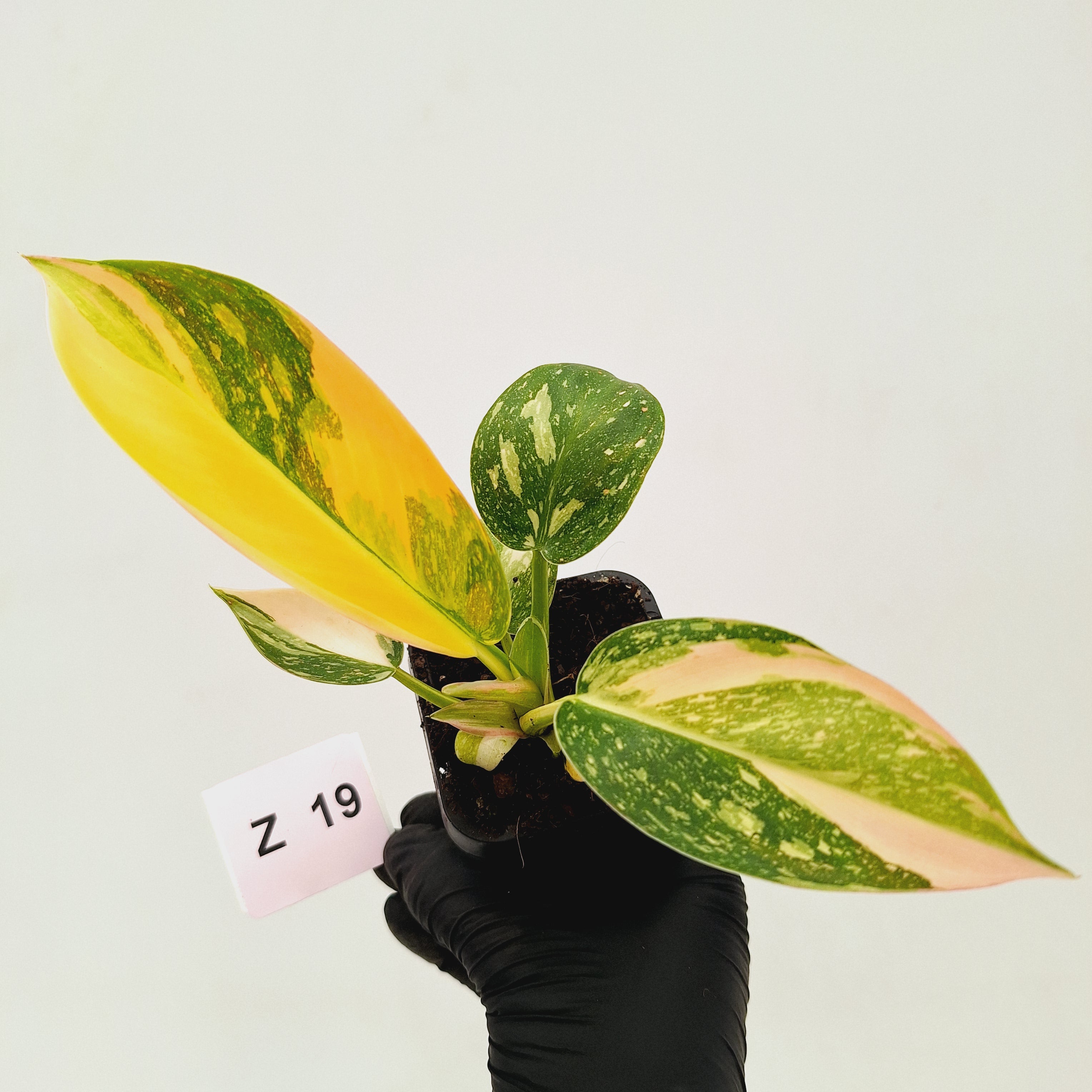 Philodendron Green Congo Variegata (Nuclear)