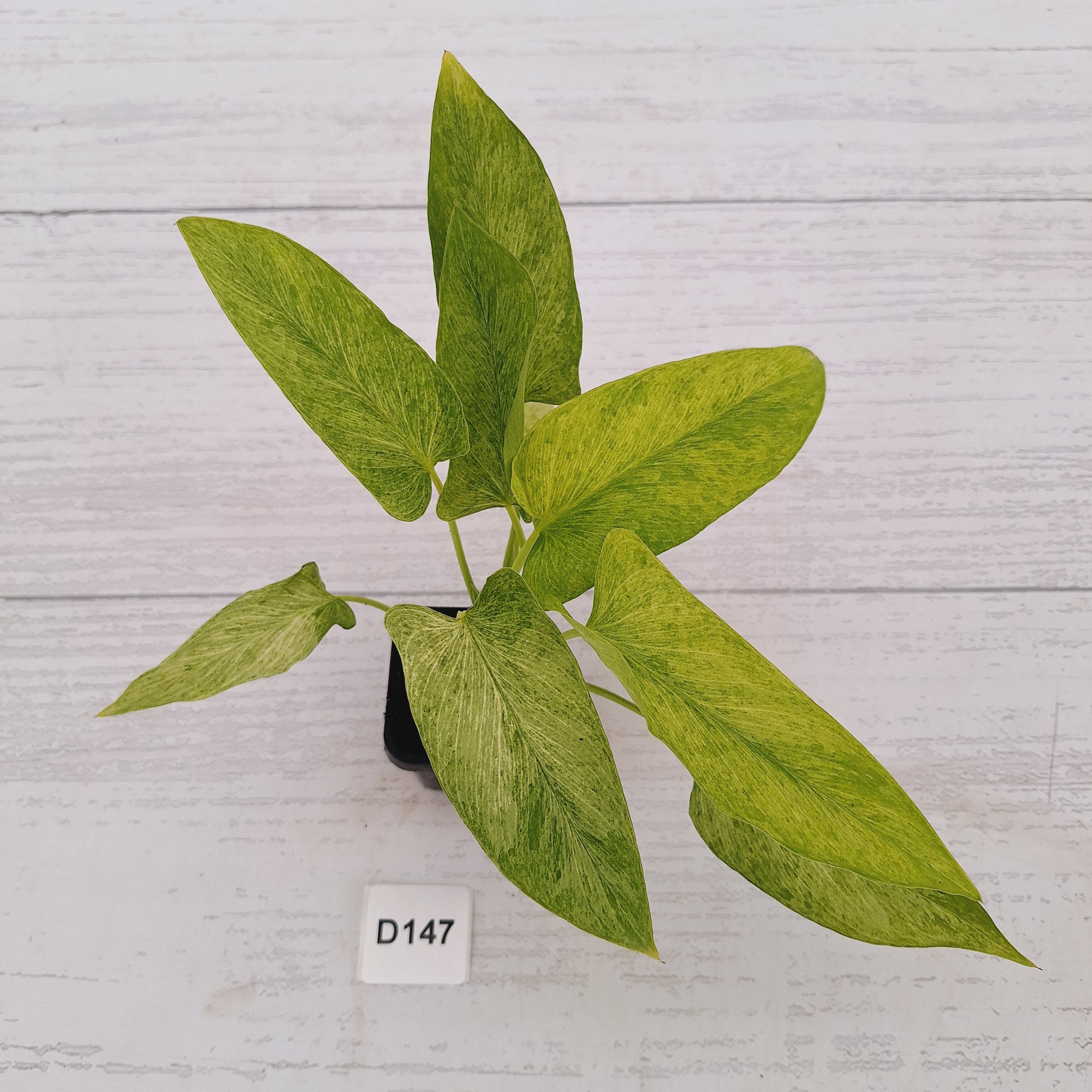 Homalomena sulcata ‘Cream Frost’ - SALE
