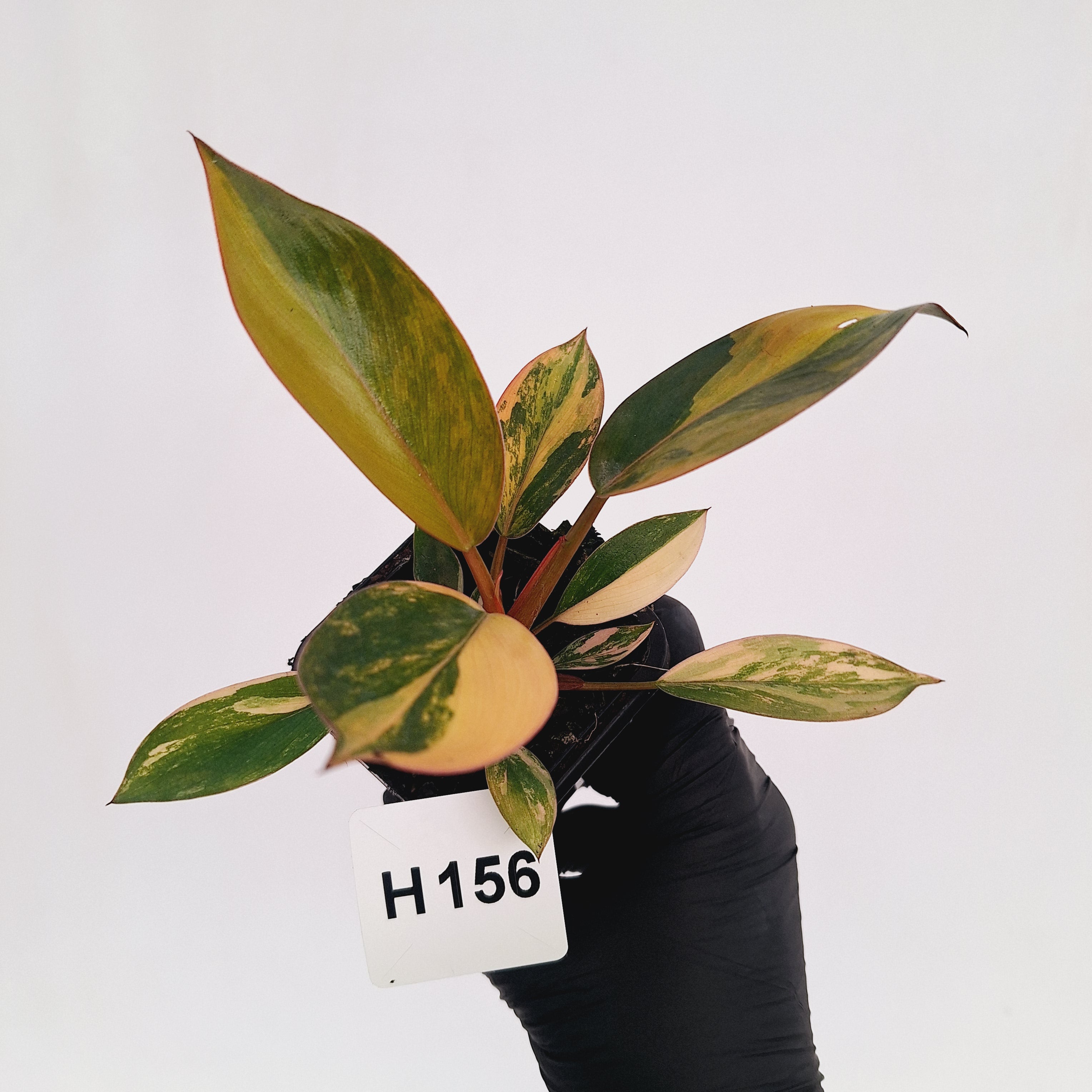 Philodendron 'Rojo Congo Variegated' - SALE