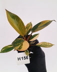 Philodendron 'Rojo Congo Variegated' - SALE