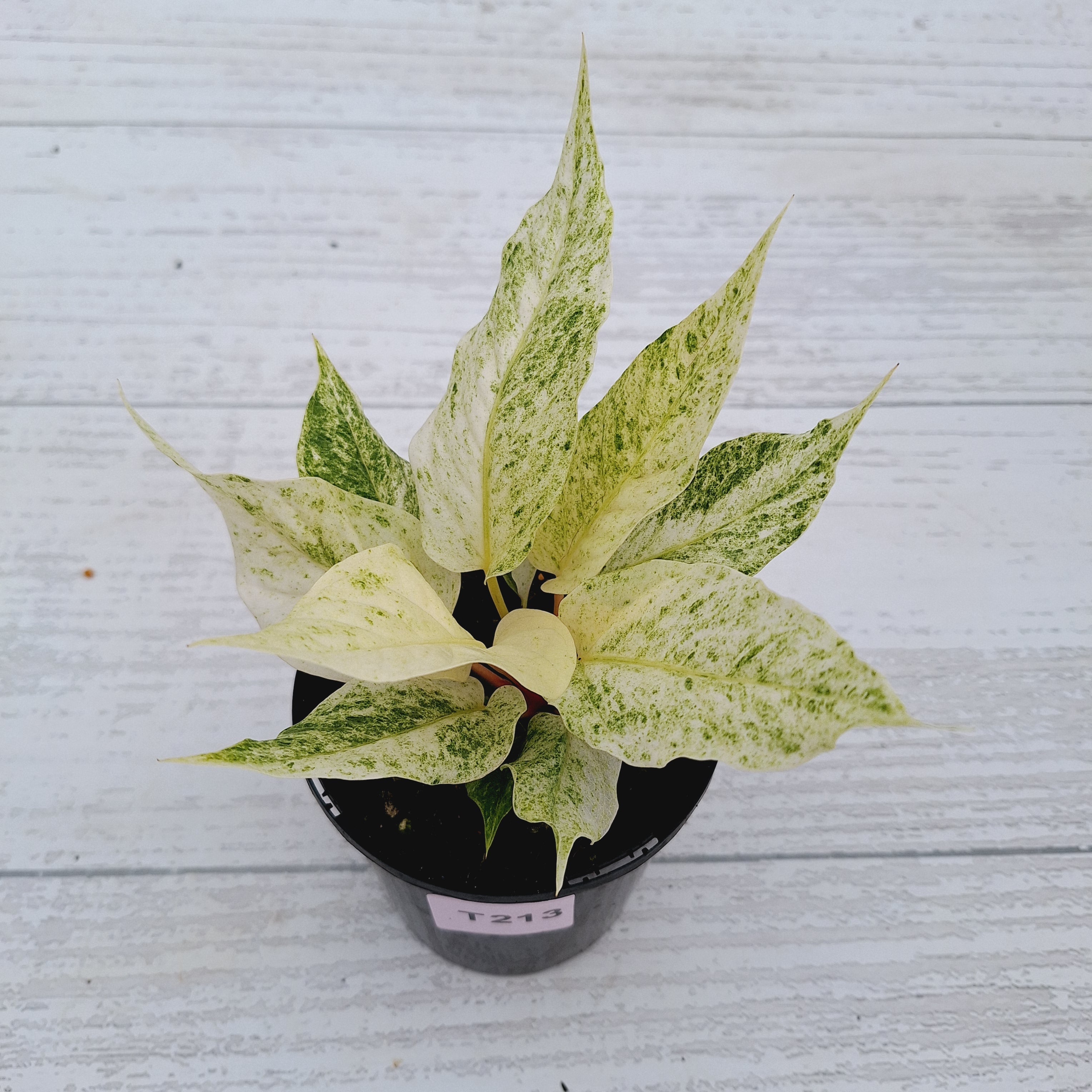 Anthurium Hookeri NOID